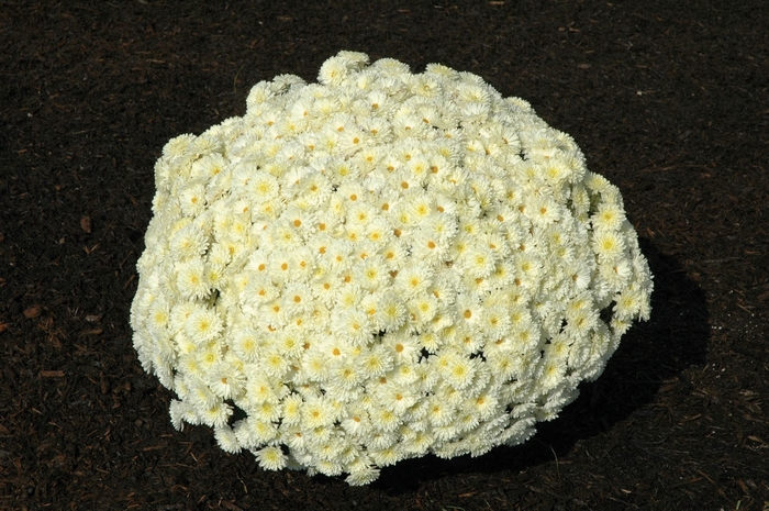 Chrysanthemum x morifolium 'Helga Cream' (024487)