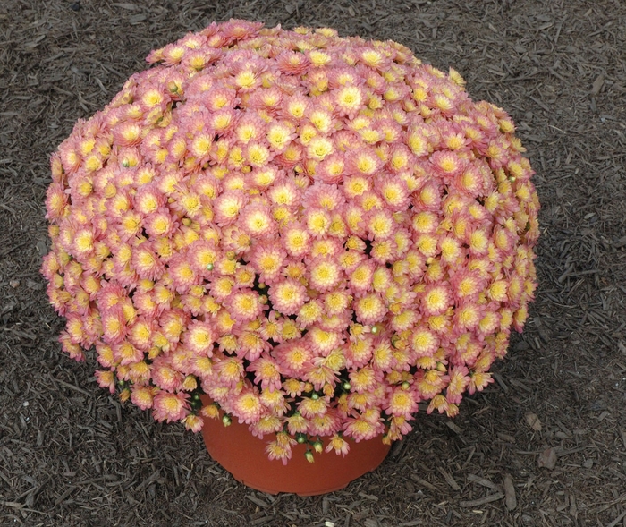 Chrysanthemum x morifolium Jacqueline™ 'Peach Fusion' (024489)