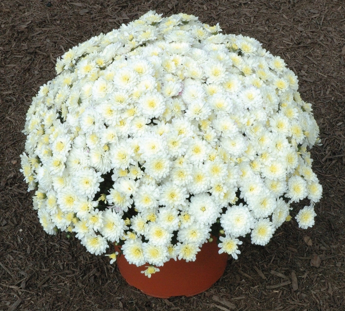 Chrysanthemum x morifolium 'Jacqueline™ Pearl' (024490)