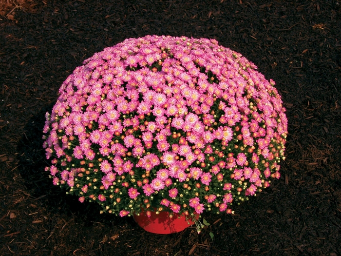 Chrysanthemum x morifolium 'Jacqueline™ Pink Fusion' (024492)