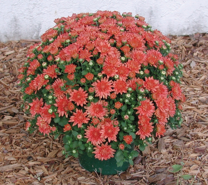 Chrysanthemum x morifolium Ursula™ 'Jazzy Coral' (024508)