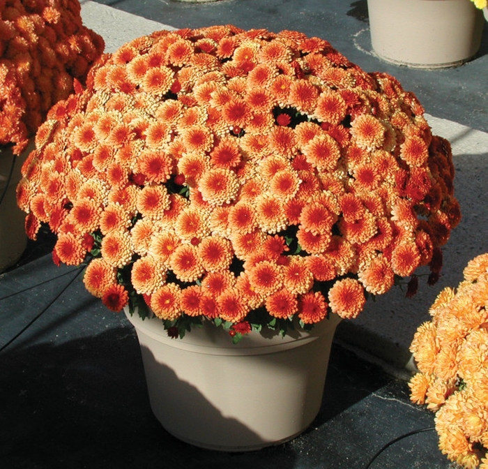 Chrysanthemum x morifolium 'Jennifer Bronze Bicolor' (024509)