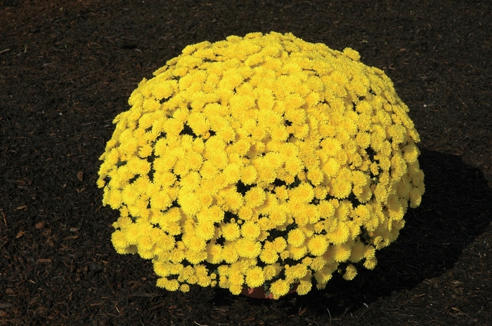 Chrysanthemum x morifolium 'Lisa Yellow' (024514)
