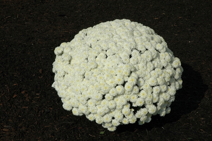 Chrysanthemum x morifolium 'Marilyn White' (024515)