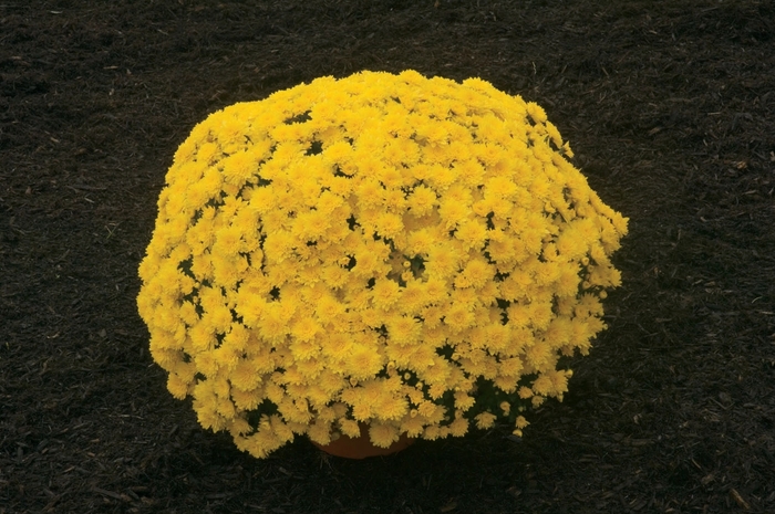 Chrysanthemum x morifolium 'Mary™ Yellow' (024516)