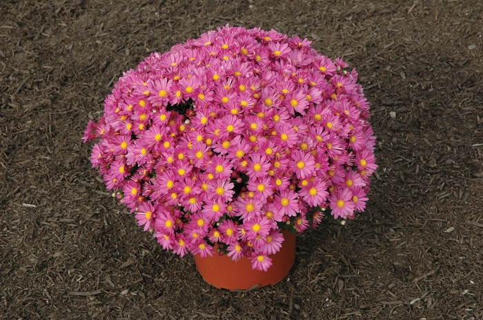 Chrysanthemum x morifolium 'Marsha™ Pink' (024517)