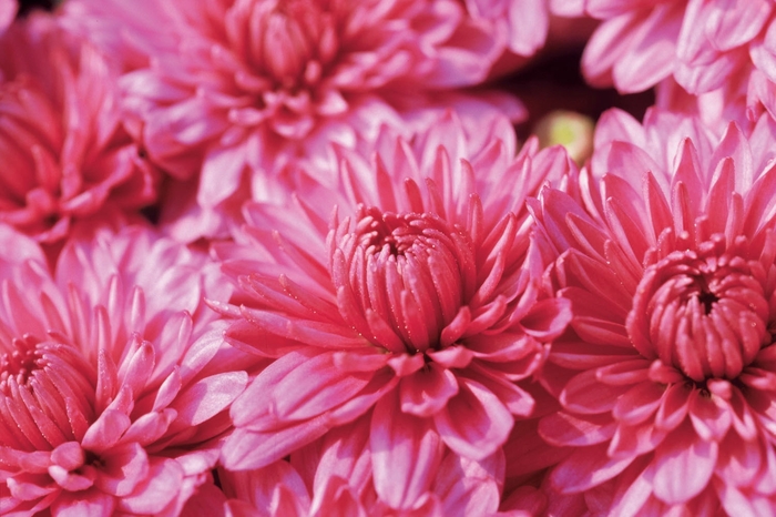 Chrysanthemum x morifolium 'Megan Pink' (024518)
