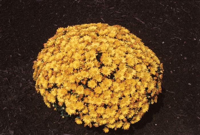 Chrysanthemum x morifolium 'Michelle™ Gold' (024519)