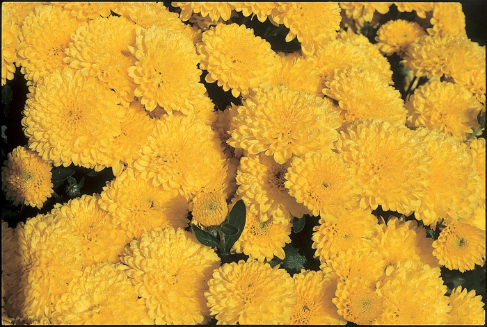 Chrysanthemum x morifolium 'Natalie Yellow' (024522)