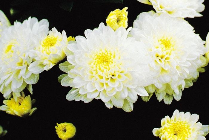 Chrysanthemum x morifolium 'Nicole White' (024523)