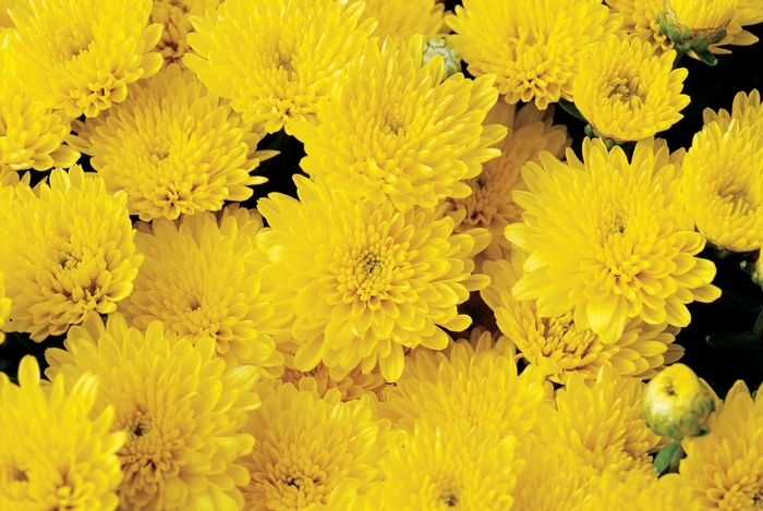Chrysanthemum x morifolium 'Okra™ Yellow' (024525)