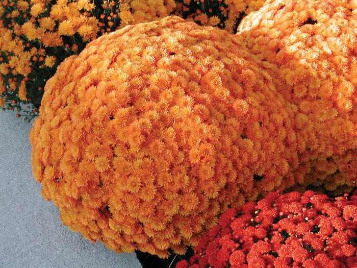 Chrysanthemum x morifolium 'Olivia Orange' (024526)