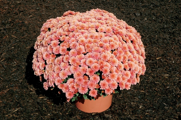Chrysanthemum x morifolium 'Penelope Coral' (024527)