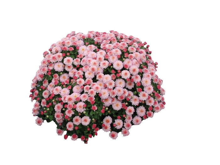 Chrysanthemum x morifolium 'Pink Gigi' (024528)