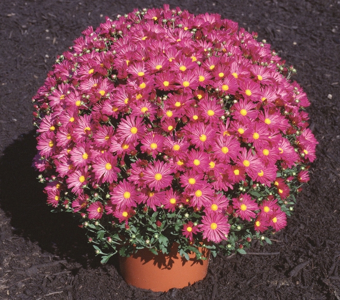 Chrysanthemum x morifolium 'Priscilla Plum' (024529)