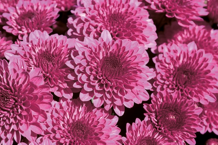 Chrysanthemum x morifolium 'Regal Cheryl Purple' (024531)