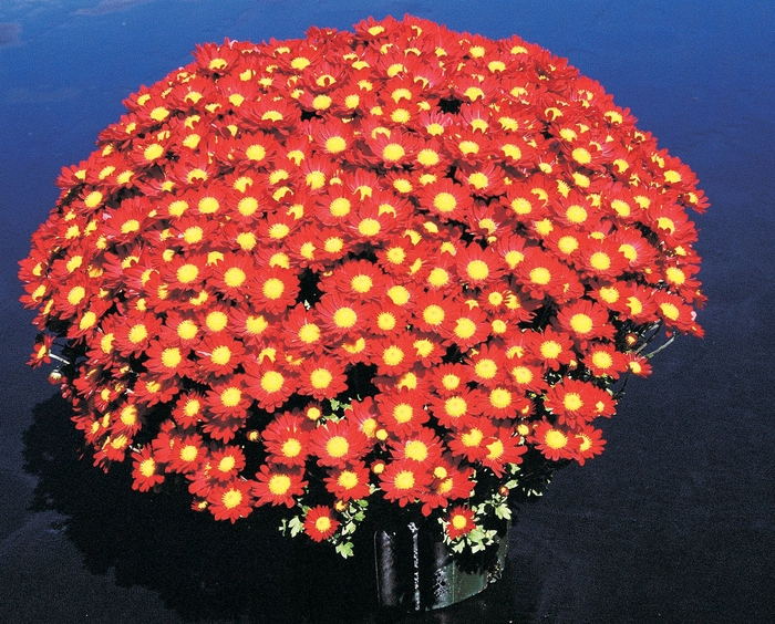 Chrysanthemum x morifolium 'Regina Red' (024532)