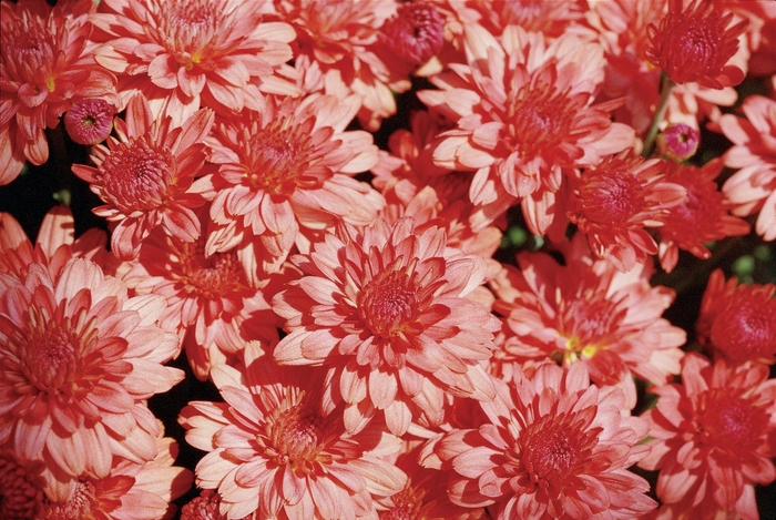 Chrysanthemum x morifolium 'Rosy Victoria Coral' (024534)