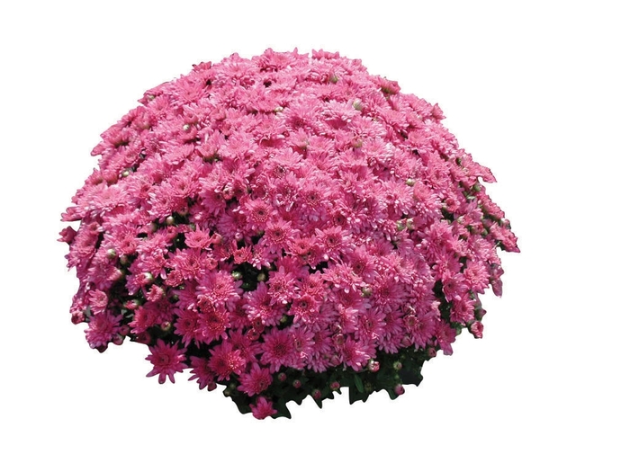 Chrysanthemum x morifolium 'Sharon Dark Pink' (024535)