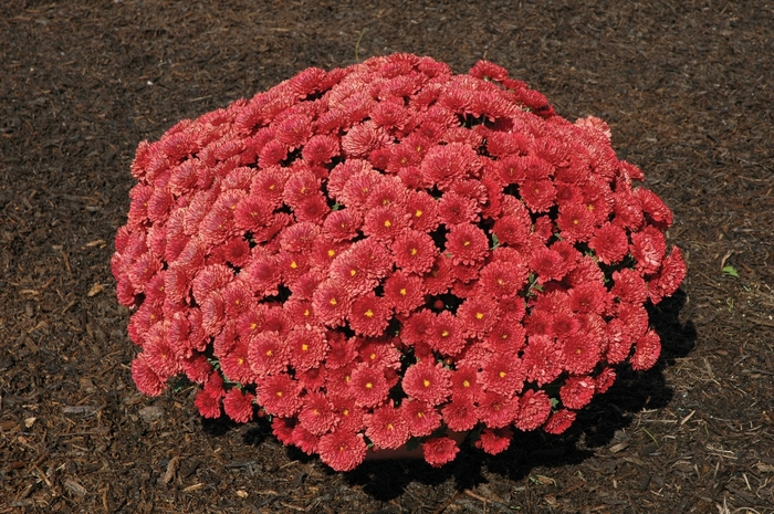 Chrysanthemum x morifolium 'Sly Jenna Red' Garden Mum