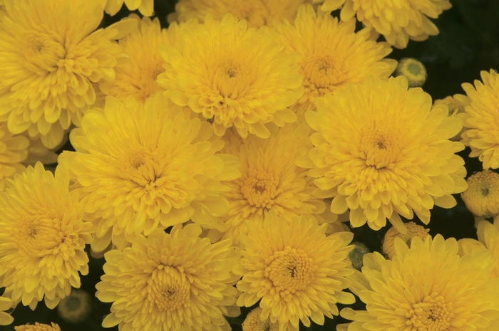 Chrysanthemum x morifolium 'Sparkling Cheryl Yellow' (024538)