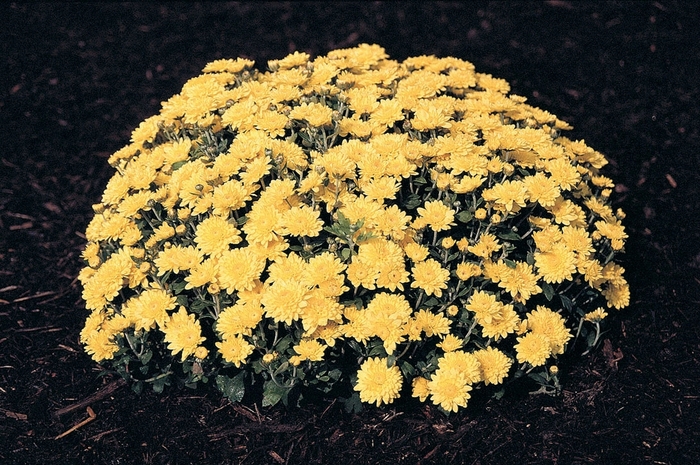 Chrysanthemum x morifolium 'Sunny Brigitte' (024541)