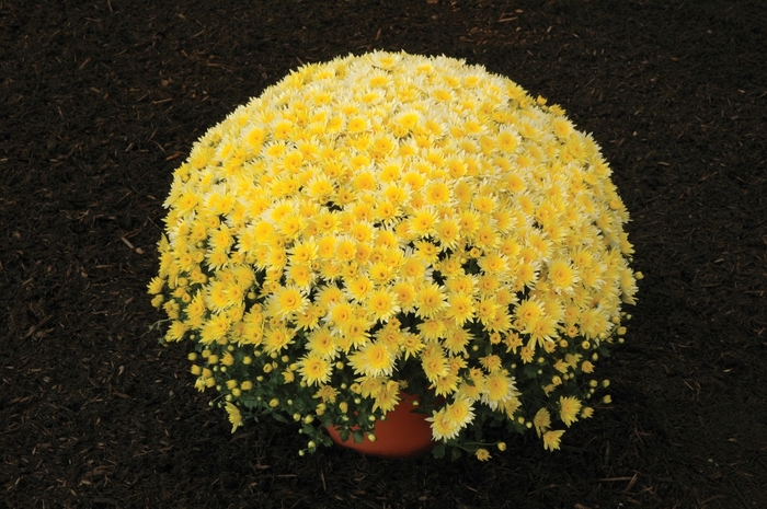 Chrysanthemum x morifolium 'Sunny Monica' (024544)