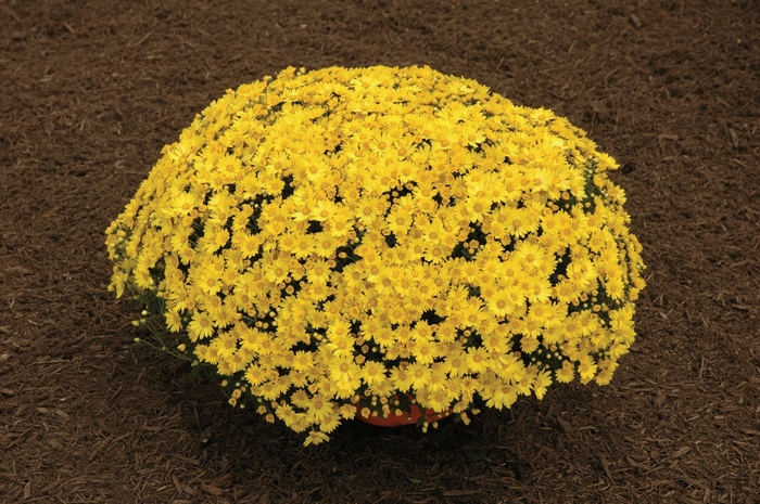 Chrysanthemum x morifolium 'Sunny Tasha' (024545)