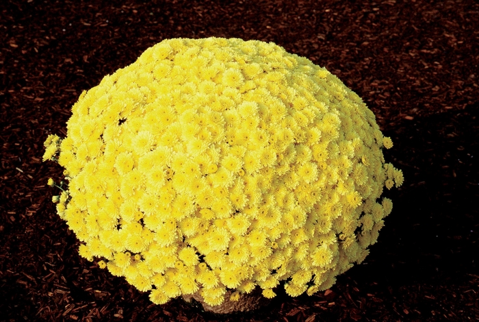 Chrysanthemum x morifolium 'Sunny Ursula' (024546)