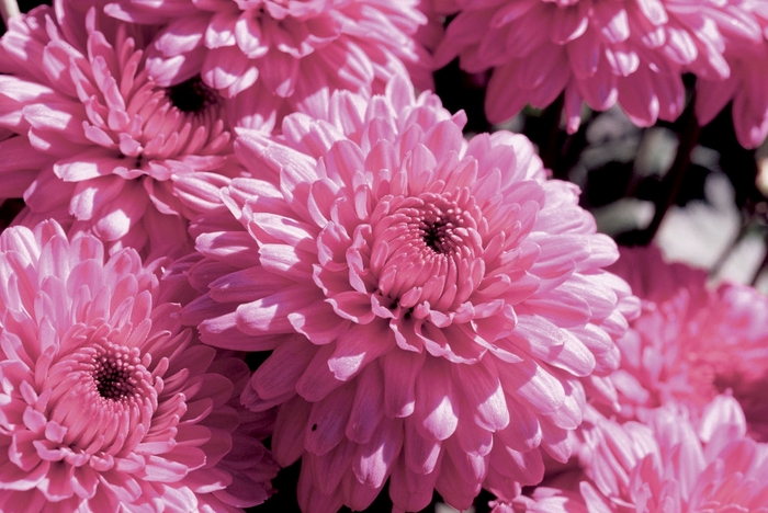 Chrysanthemum x morifolium 'Symphony Pink' (024547)