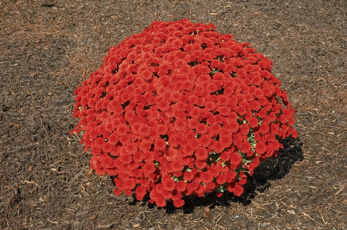 Chrysanthemum x morifolium 'Tabitha™ Scarlet' (024548)