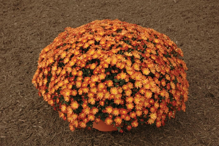 Chrysanthemum x morifolium 'Tasha Bronze' (024549)