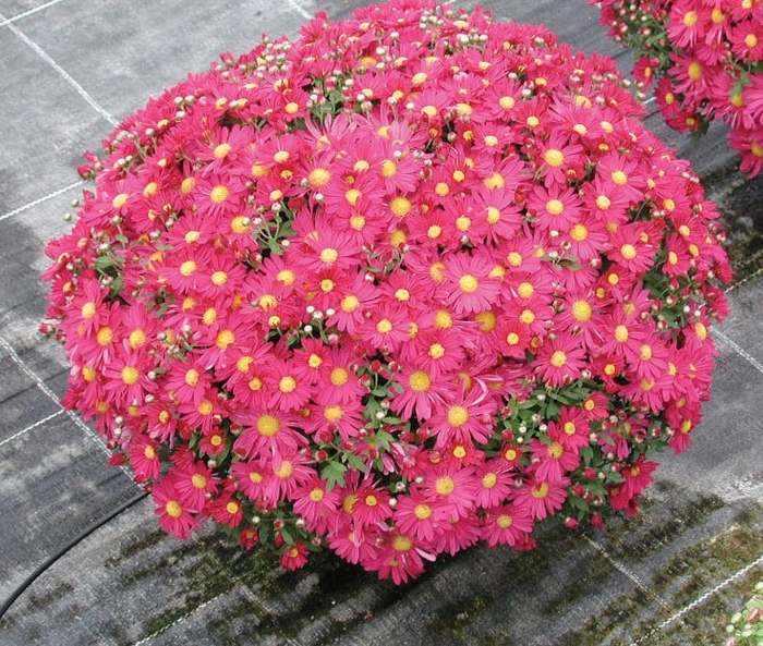 Chrysanthemum x morifolium 'Theresa Dark Pink' (024550)