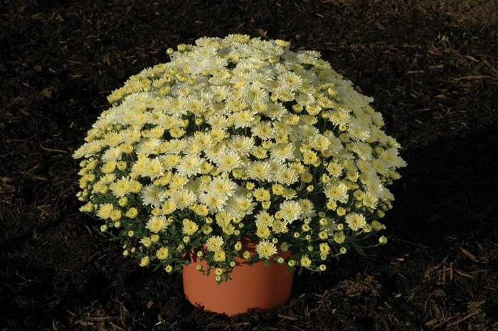 Chrysanthemum x morifolium 'Tiffany White' (024551)