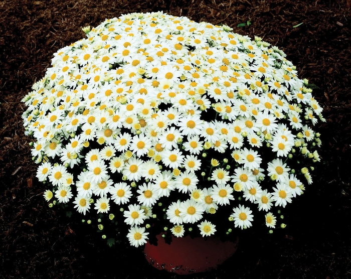 Chrysanthemum x morifolium 'Vanna™ Snow' (024553)