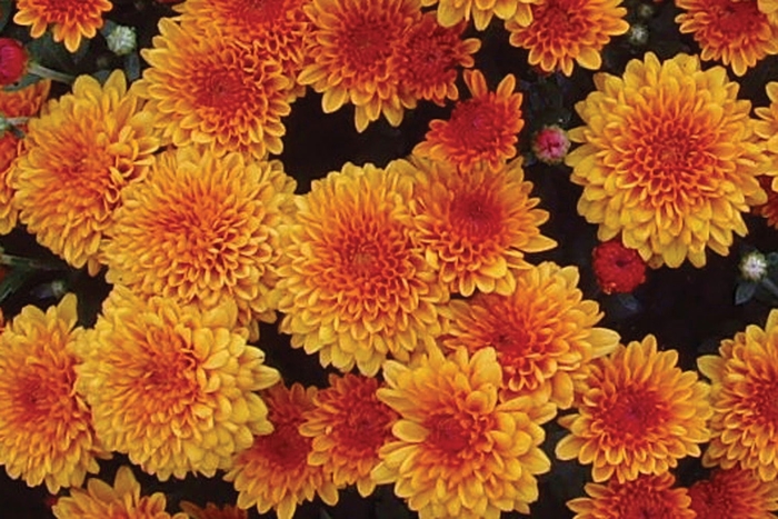 Chrysanthemum x morifolium 'Vicki Orange Bicolor' (024554)