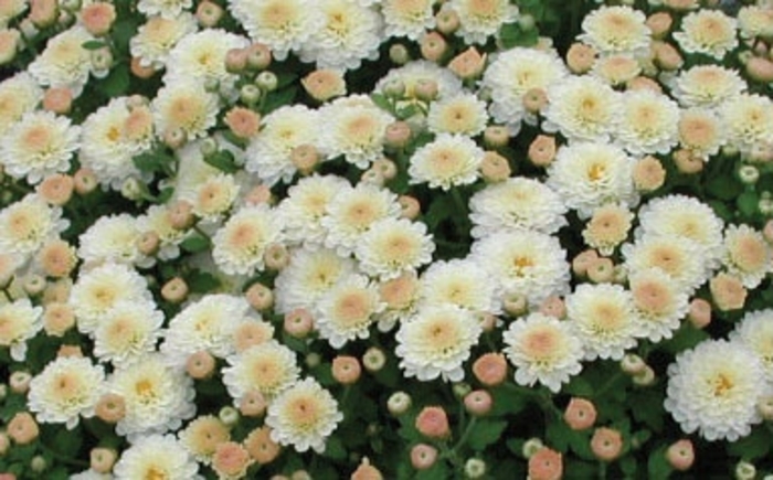 Chrysanthemum x morifolium 'White Gigi' (024559)