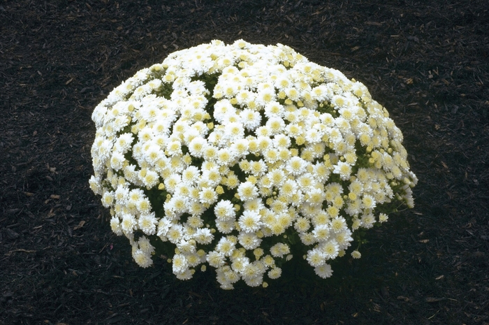 Chrysanthemum x morifolium 'Wilma™ White' (024560)