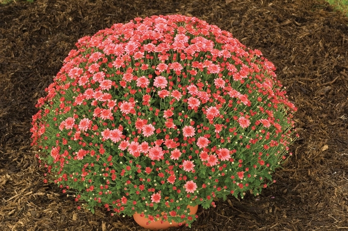 Chrysanthemum x morifolium 'Zesty Victoria Coral' (024563)