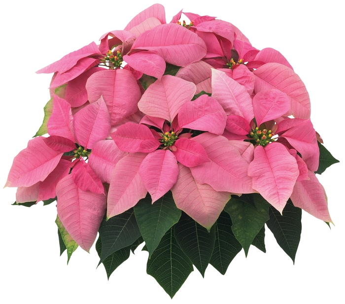 Euphorbia pulcherrima Cortez™ 'Pink' (024604)