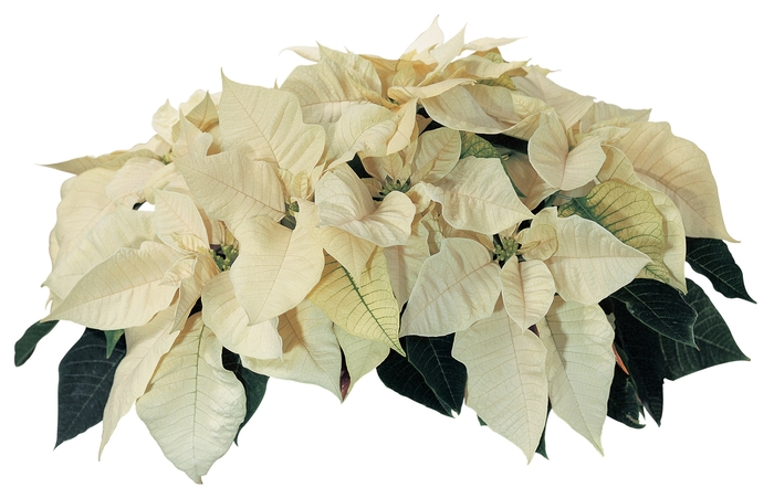 Euphorbia pulcherrima Cortez™ 'White' (024605)