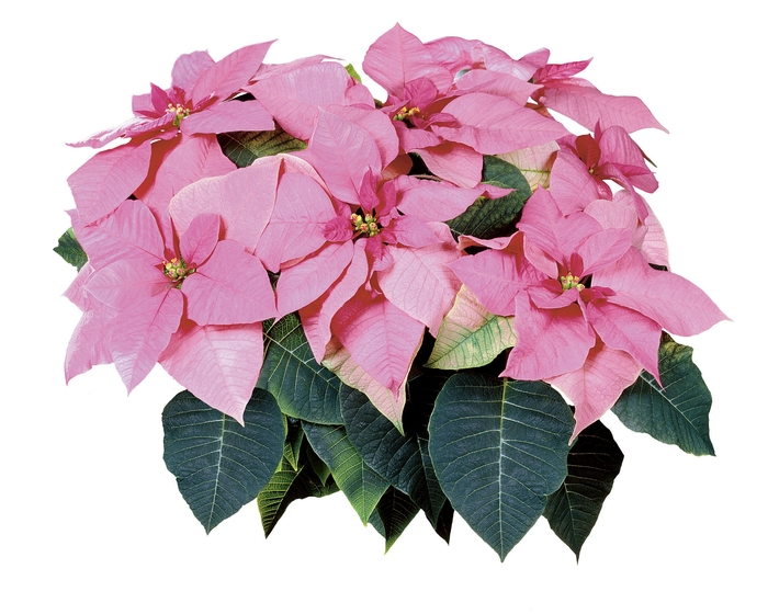 Euphorbia pulcherrima Mars™ 'Pink' (024614)
