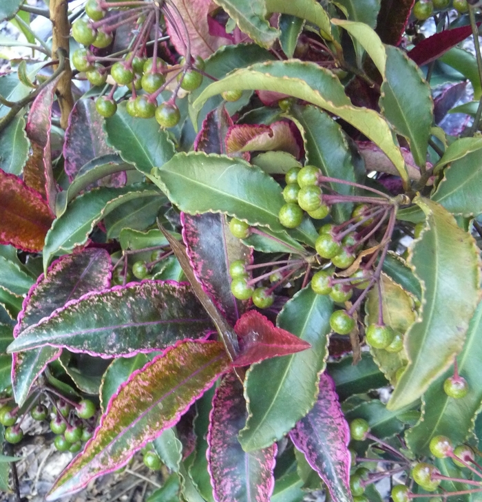 Image of Euonymus japonicus 'Red Cascade' free image