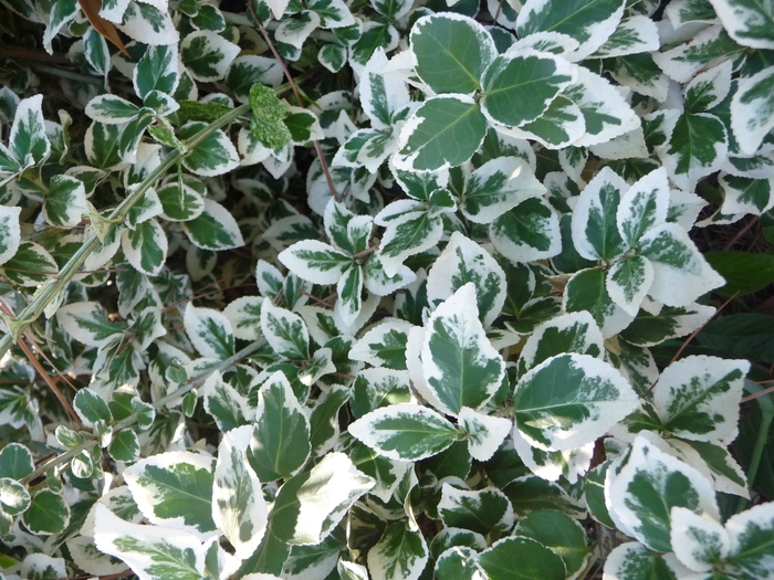 Image of Euonymus japonicus 'Emerald Gaiety' free image
