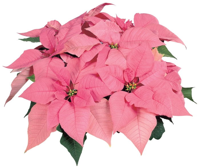 Euphorbia pulcherrima 'Pink Elf™' (024689)