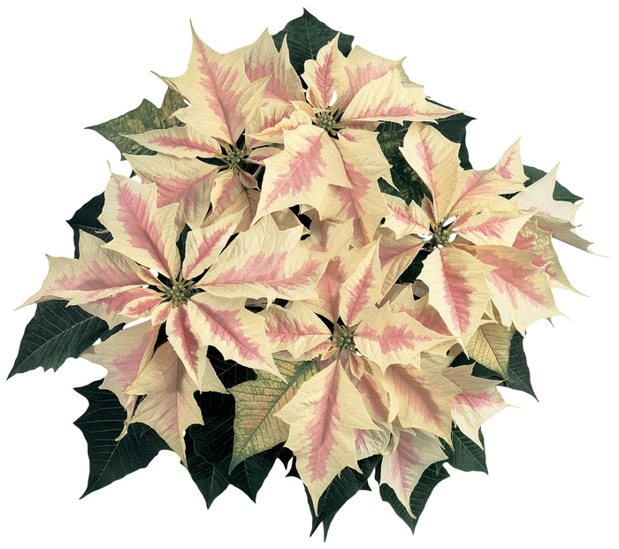 Euphorbia pulcherrima Sonora™ 'Marble' (024697)