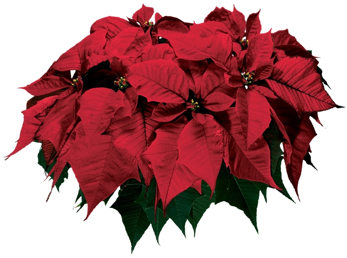 Euphorbia pulcherrima Sonora™ 'Red' (024699)