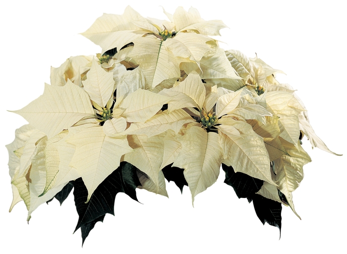 Euphorbia pulcherrima Sonora™ 'White' (024700)