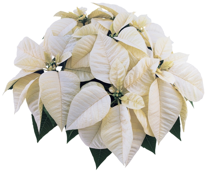 Euphorbia pulcherrima 'Whitestar™' (024702)