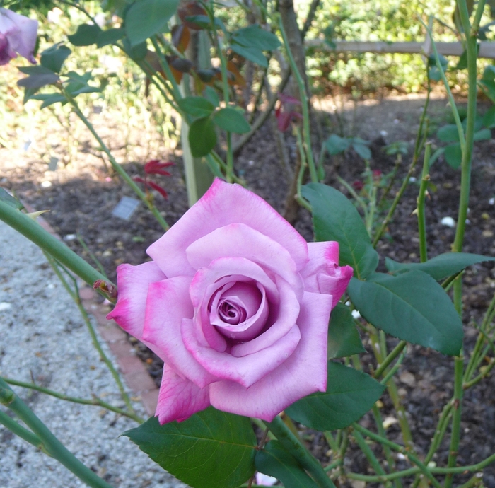 Paradise Rosa Hybrid Tea Paradise from Regan Nursery